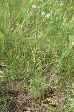 Trinia leiogona (C. A. Mey.) B. Fedtsch. resmi