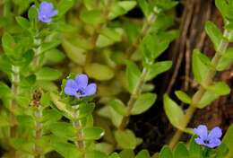 Image of blue waterhyssop