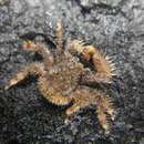 Image of Northern hairy crab