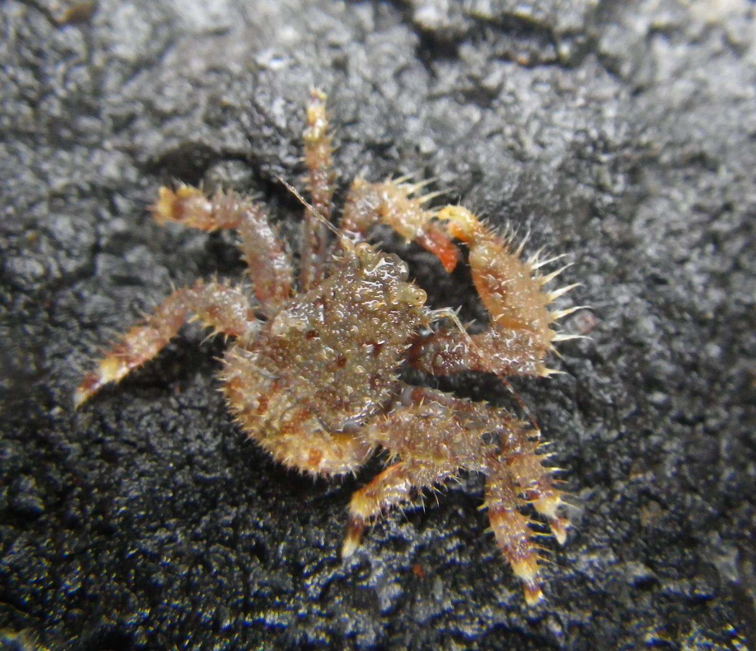 Image of Northern hairy crab