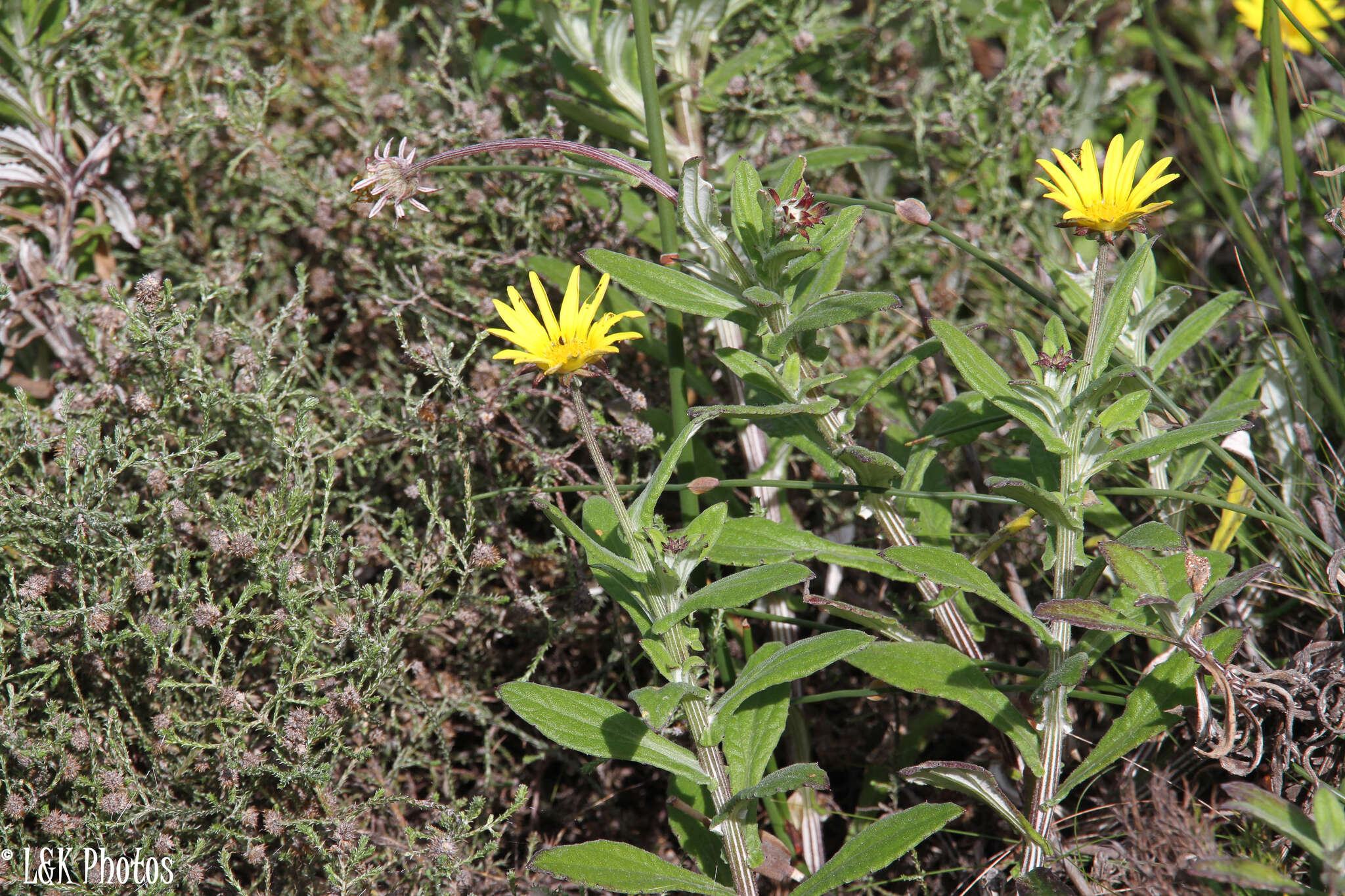 Image de Arctotis scabra Thunb.