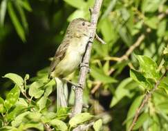 Image of Vireo bellii medius Oberholser 1903