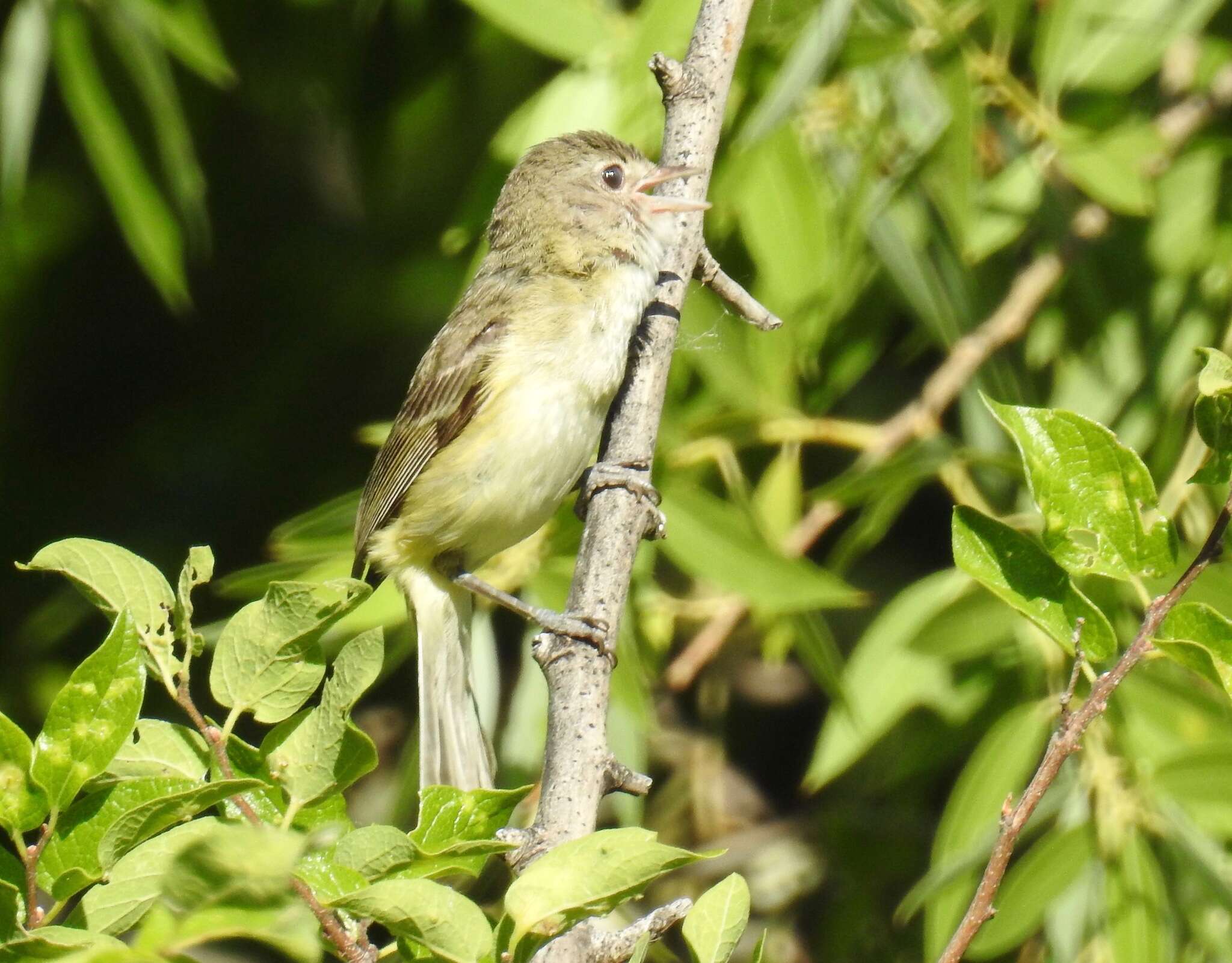 Vireo bellii medius Oberholser 1903 resmi