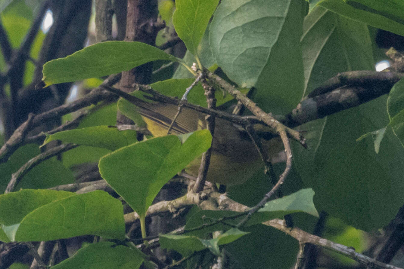 Imagem de Phylloscopus ricketti (Slater 1897)