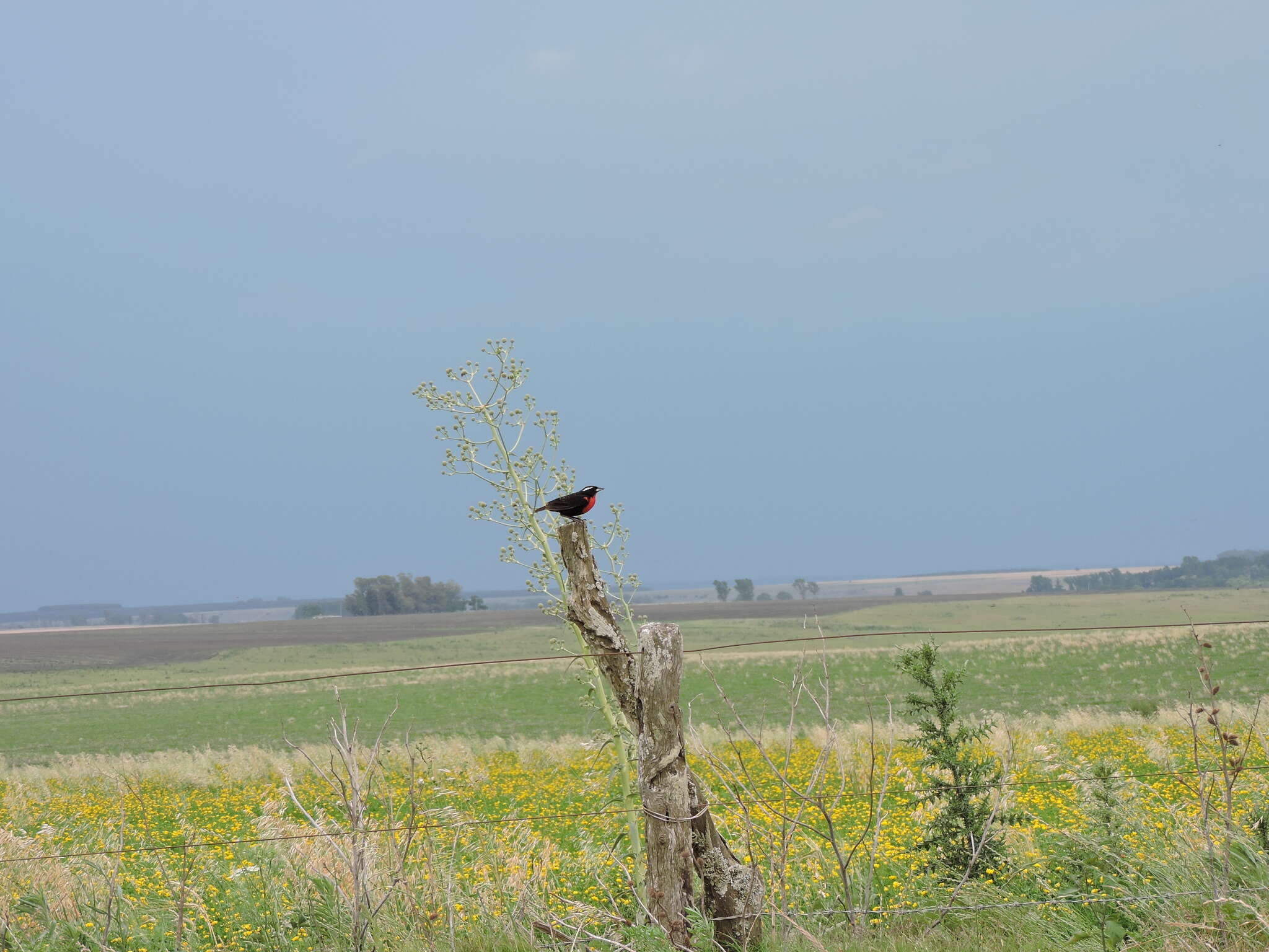 Image of White-browed Blackbird