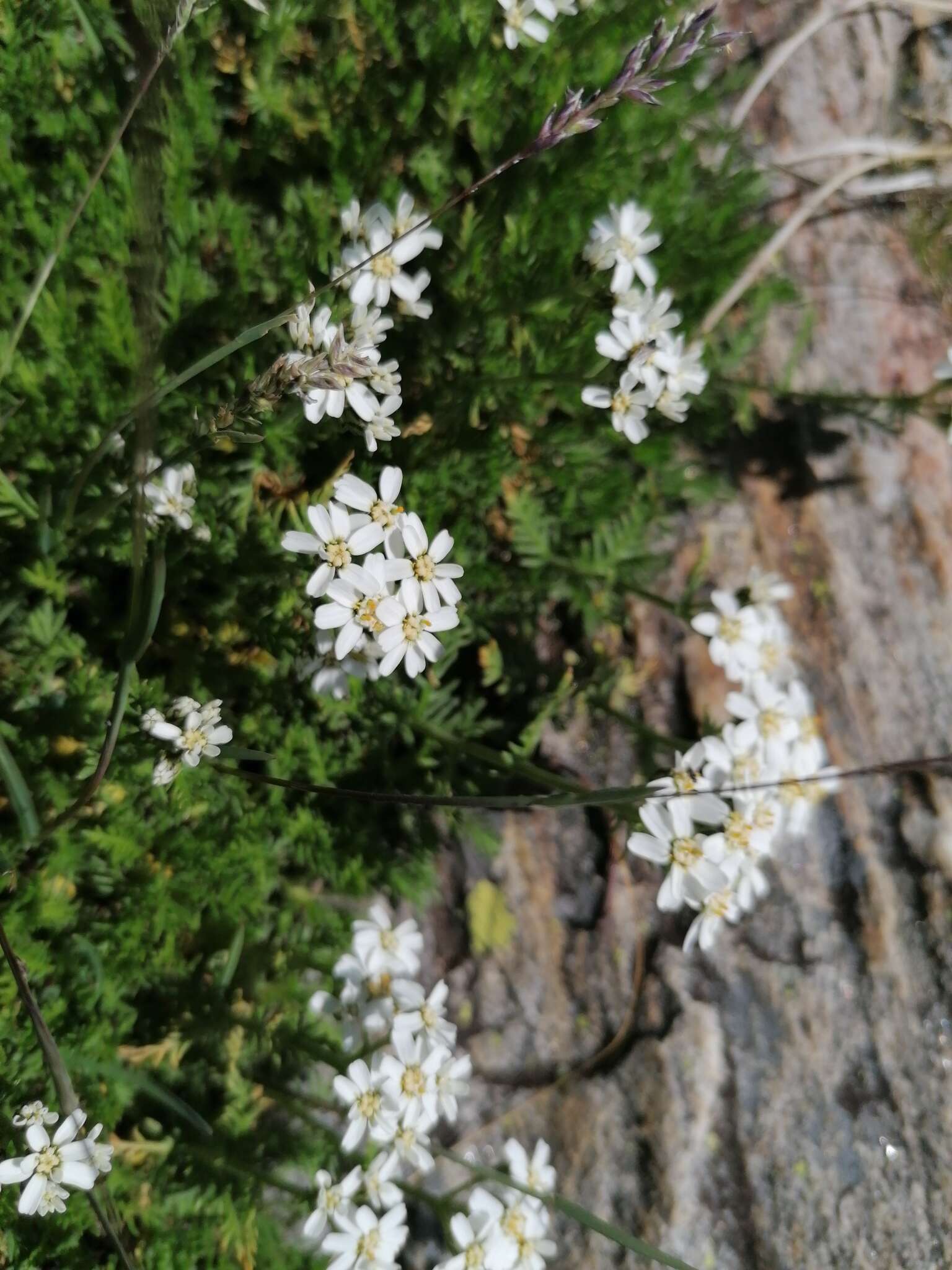 Слика од Achillea erba-rotta All.