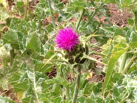 Image of Milk thistle