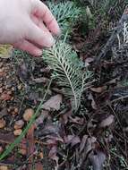 Image of Banksia bipinnatifida (R. Br.) A. R. Mast & K. R. Thiele