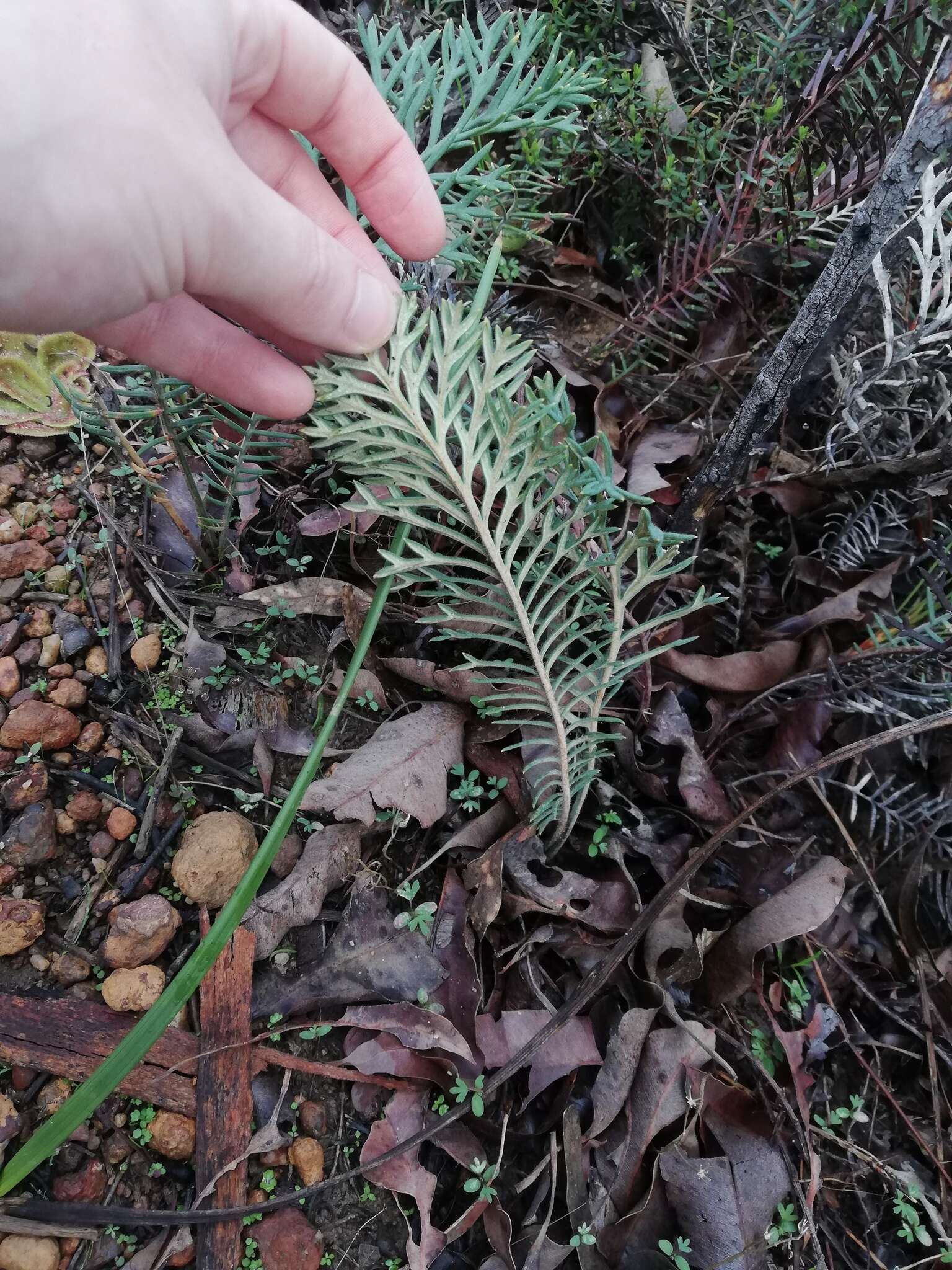 Image of Banksia bipinnatifida (R. Br.) A. R. Mast & K. R. Thiele