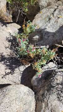 Image of Cleveland's beardtongue