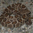 Image of Crotalus enyo cerralvensis Cliff 1954