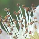 Image de Rubus albionis W. C. R. Watson