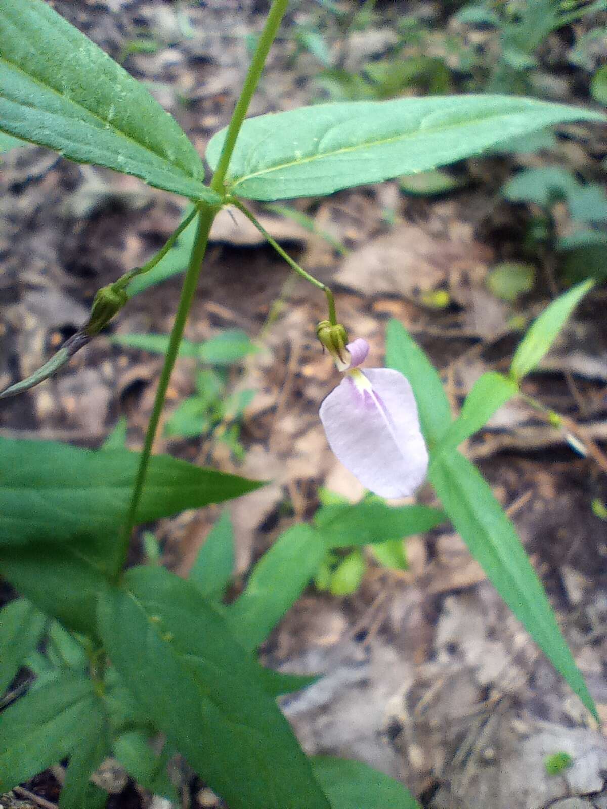 Image of Pombalia oppositifolia (L.) Paula-Souza