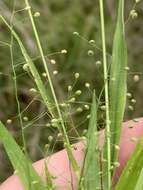 Imagem de Panicum laxiflorum Lam.