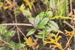 Image of Monnina cacumina N. E. Br.