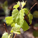 Vitis acerifolia Raf. resmi