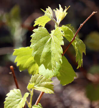 Plancia ëd Vitis acerifolia Raf.