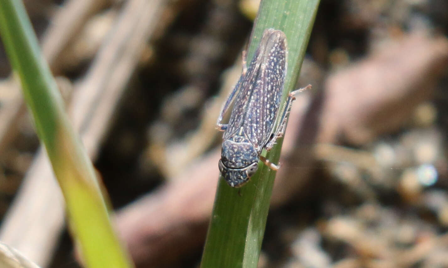 Image of Graphocephala confluens (Uhler 1861)