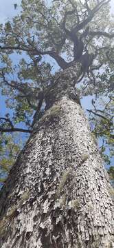 Image of Eucalyptus urophylla S. T. Blake