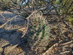 Image of Pima Pineapple Cactus