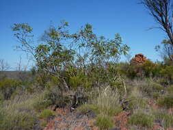 Image de Eucalyptus lansdowneana F. Müll. & J. E. Brown