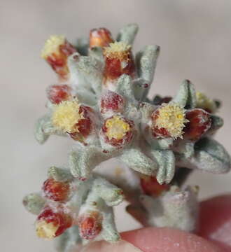 Imagem de Helichrysum zwartbergense Bolus