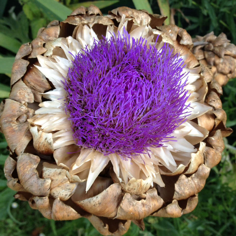 Image of cardoon