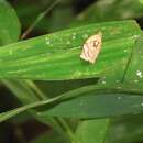 Image of Appleleaf-curling moth