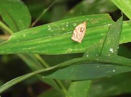 Image of Appleleaf-curling moth