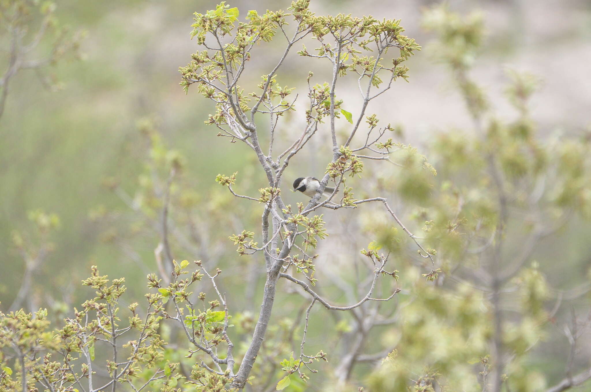 Image of Sombre Tit