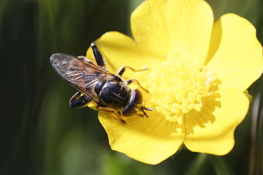 Image of Tropidia fasciata Meigen 1822