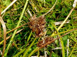 Image of Carex trachycarpa Cheeseman