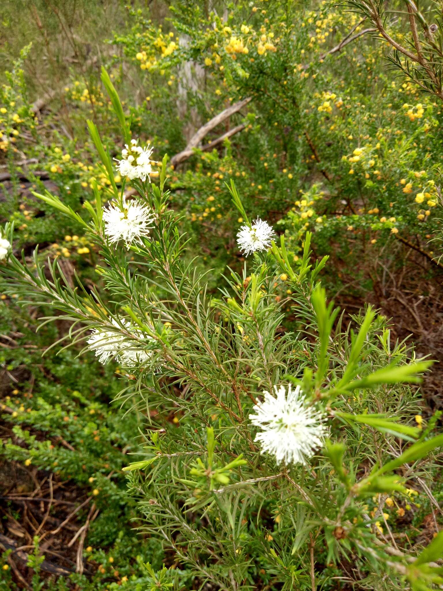 Image of swamp paperbark