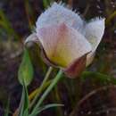Image of Cox's mariposa lily