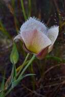 Calochortus coxii M. R. Godfrey & Callahan resmi