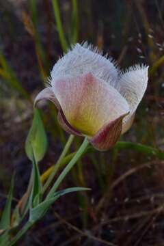 Image of Cox's mariposa lily