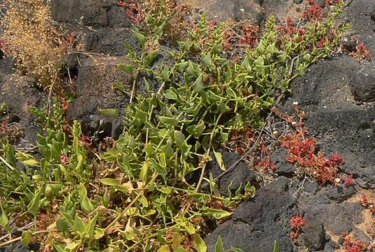 Image of cultivated beet