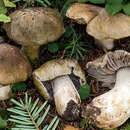 Tricholoma luridum (Schaeff.) P. Kumm. 1871 resmi