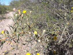 Image of Senecio subulatus D. Don ex Hook. & Arn.