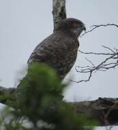 Image of Black-chested Snake Eagle