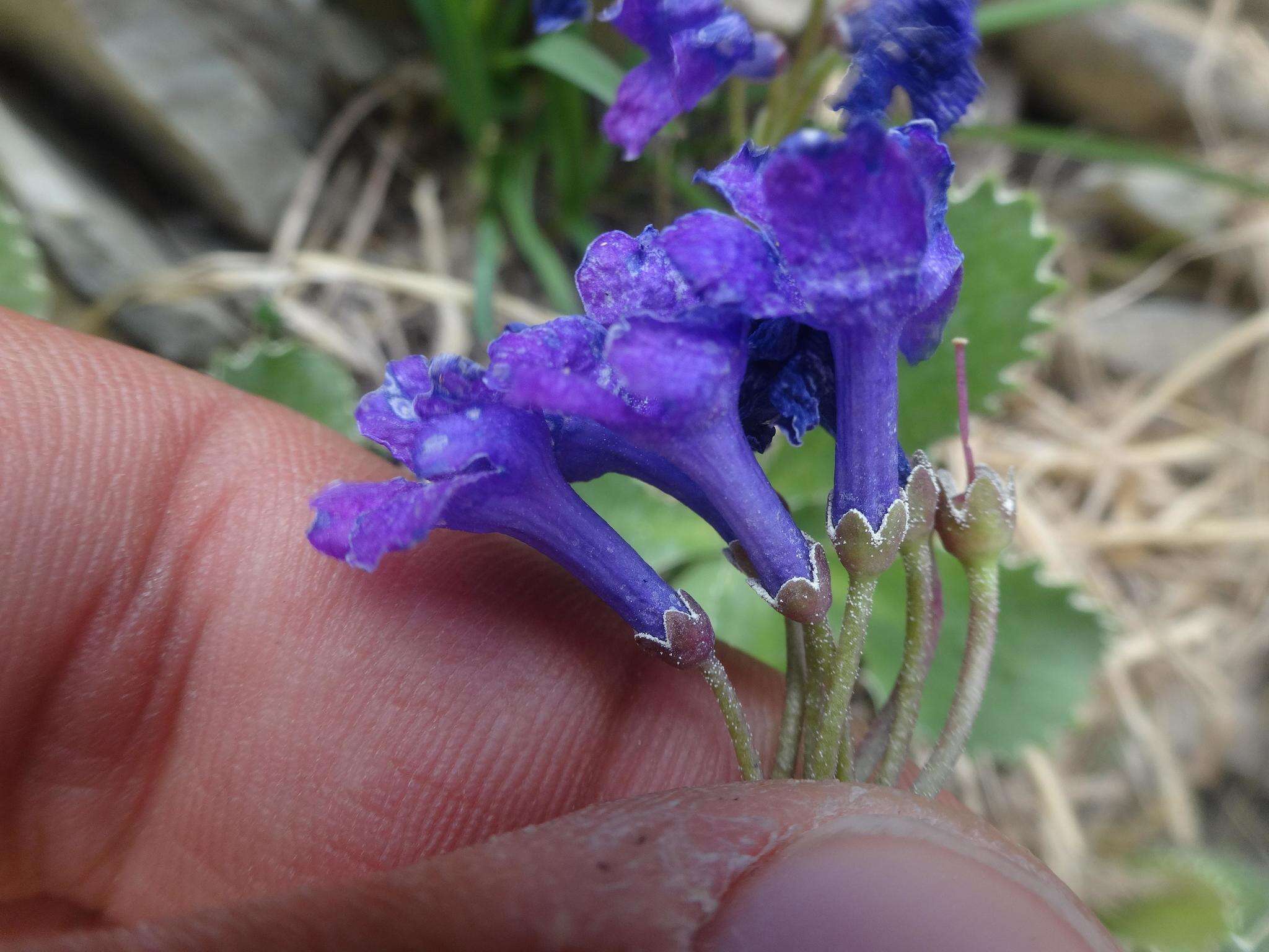 Image of Primula marginata Curtis