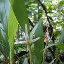 Image of Maxillaria weberbaueri Schltr.