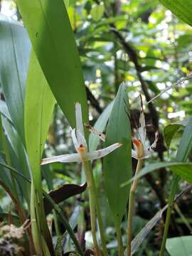 Image of Maxillaria weberbaueri Schltr.