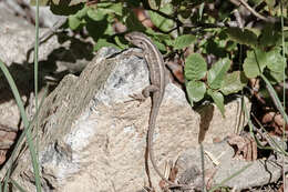 Image of Schroeder's Tree Iguana