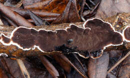 Image of Peniophora albobadia (Schwein.) Boidin 1961