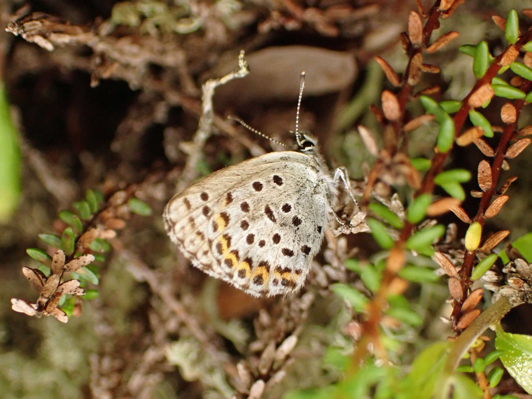 Image of <i>Plebejus idas empetri</i> T. Freeman 1938