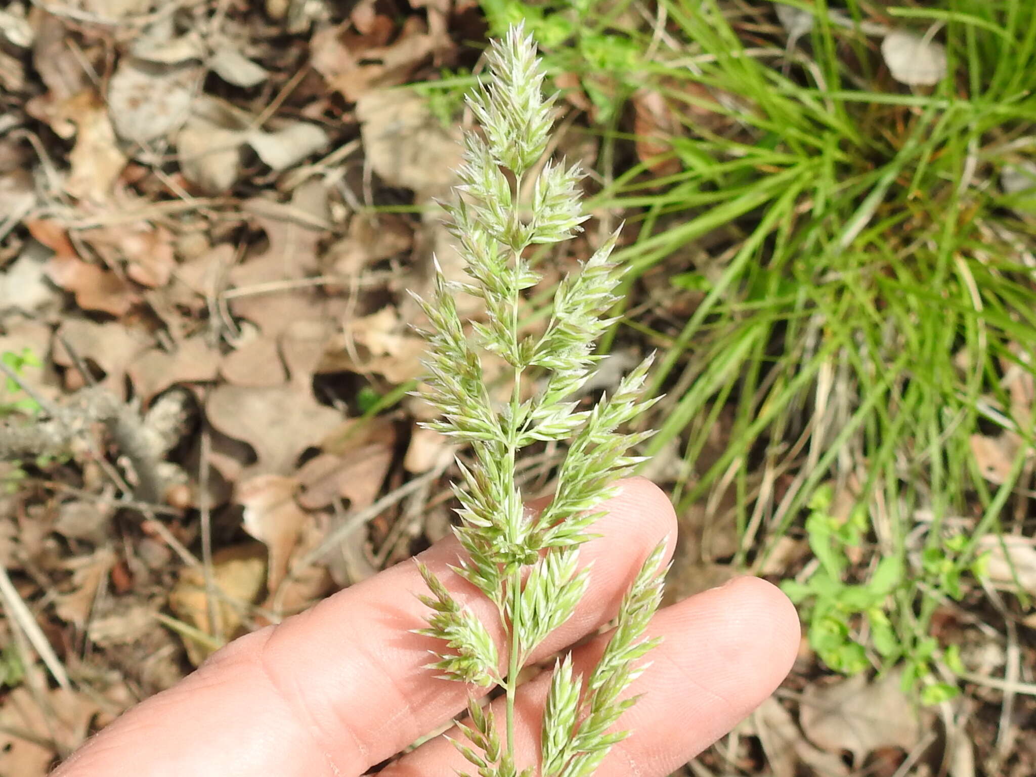 Imagem de Poa arachnifera Torr.