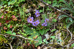 Image of Ramonda serbica Pancic