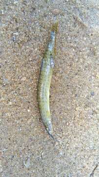 Image of Barred spiny eel