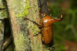 Image of Golofa claviger (Linnaeus 1771)